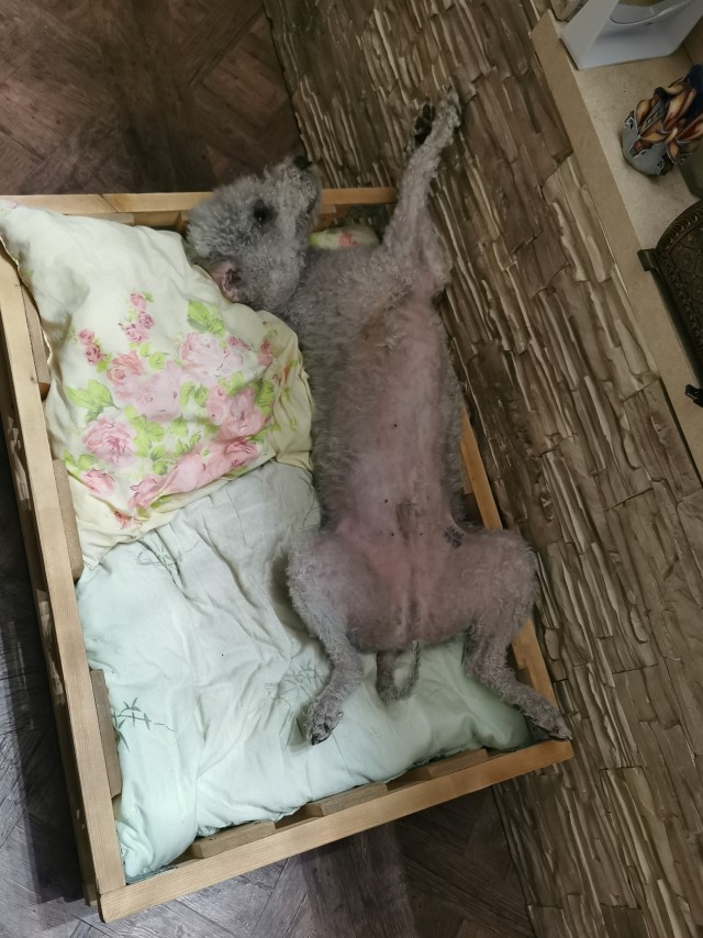 А как спит ваш питомец?