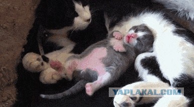 Котенка спит и видит сны