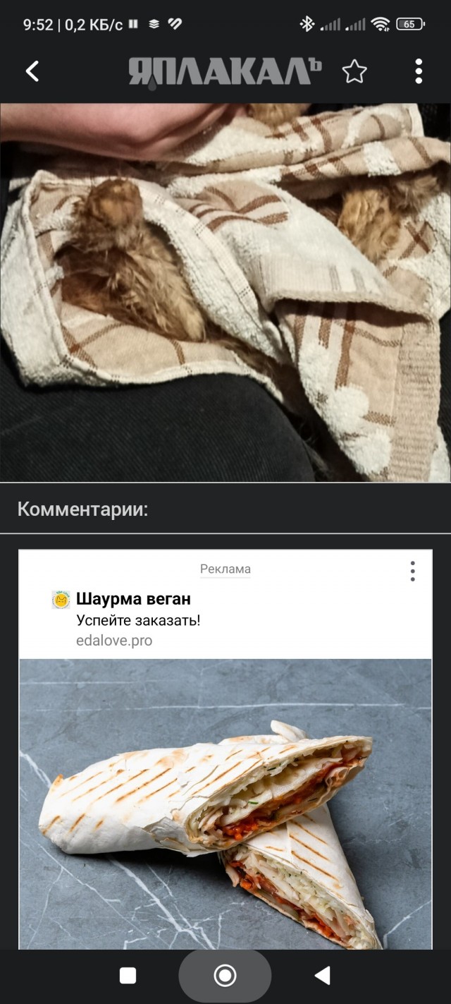 Просто кот