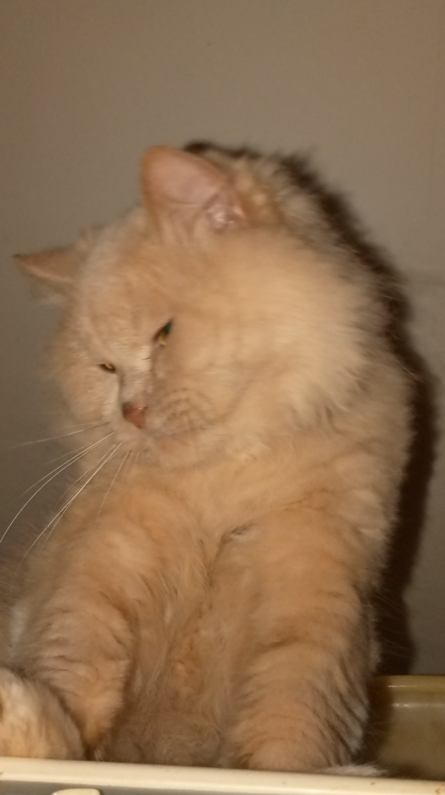 Котовторник в картинках
