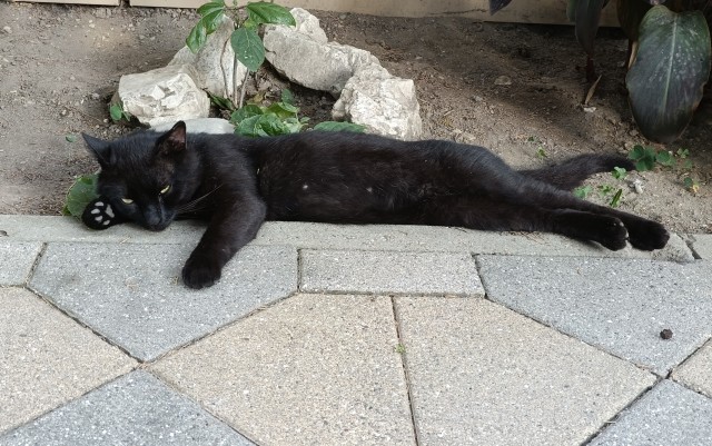 Котовтоник в картинках