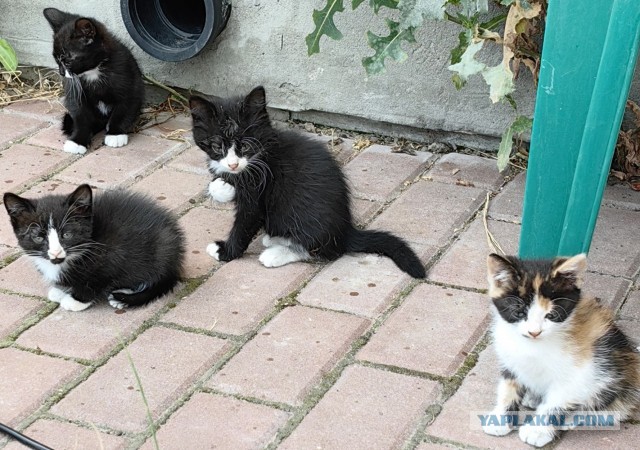 Котята в добрые руки (Ульяновск).