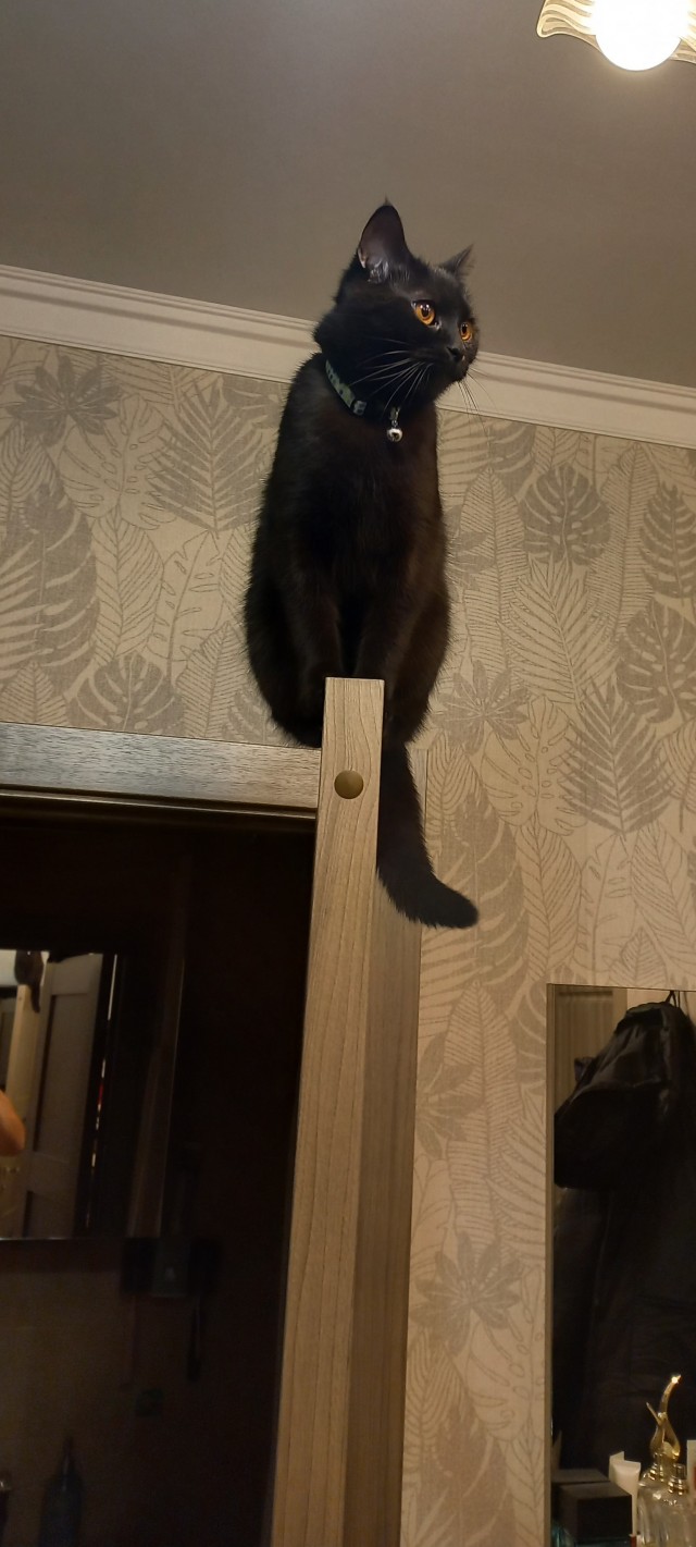 Котэ