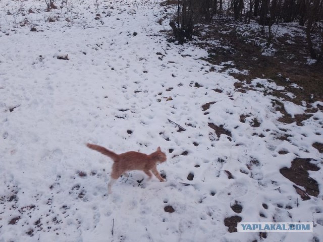 Жизнь домашнего приюта для котеек 531