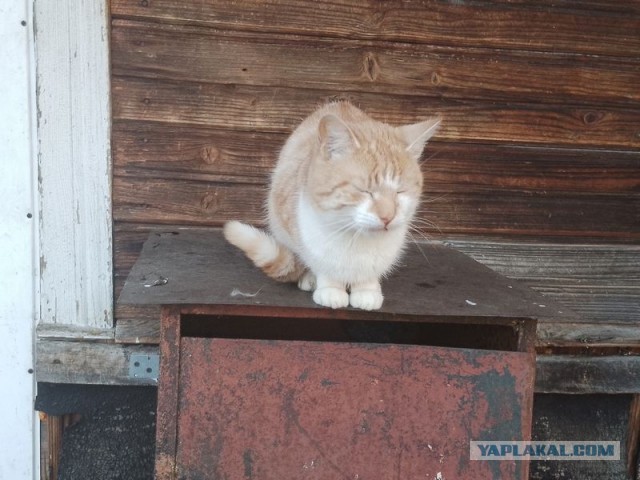 Жизнь домашнего приюта для котеек 534