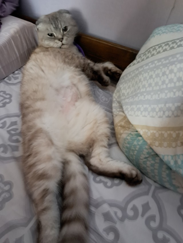 Нефотогеничный кот