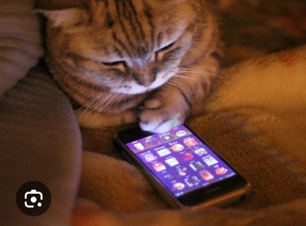 Коты и телефоны
