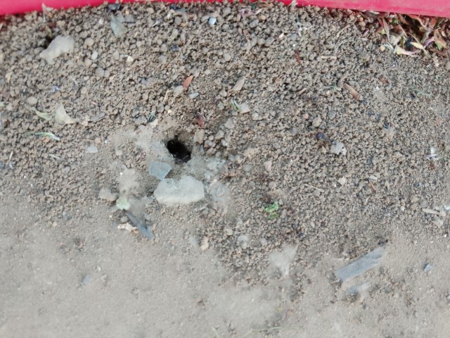 Муравьи, блять