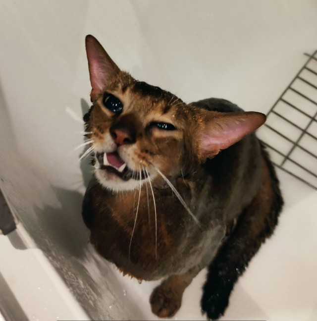 Кота вштырило