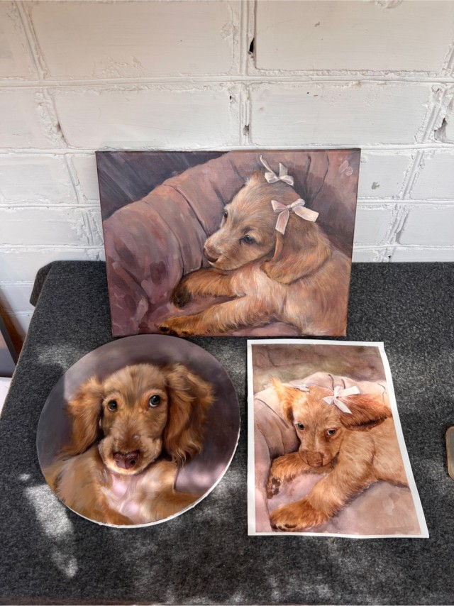 Спаниель Эмбер из Санкт-Петербурга. Портреты