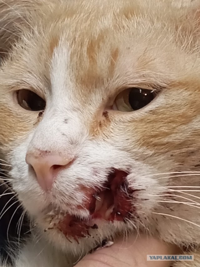 Мурзик, фас!