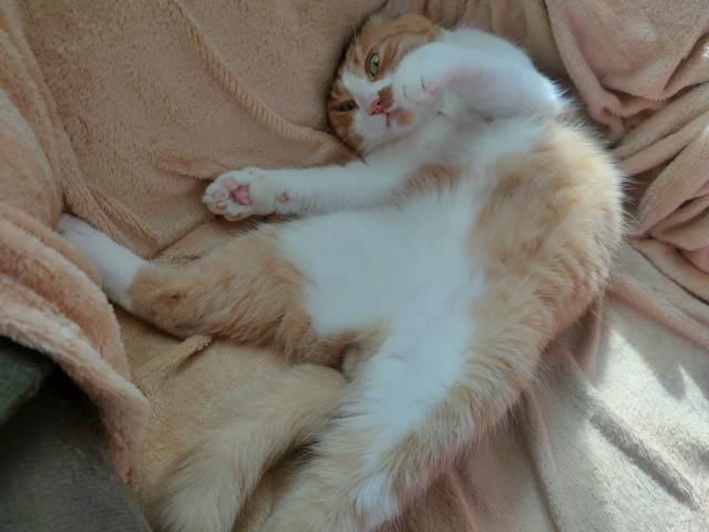 Котосон.