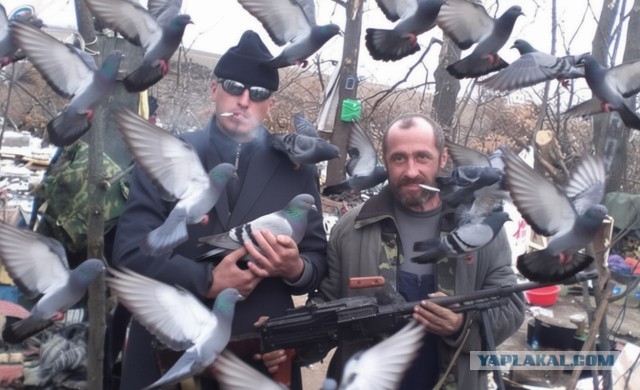 Российских бомжей хотят вооружить пневматикой, чтобы они охотились на голубей