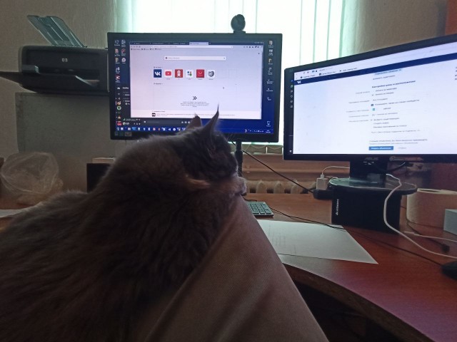 Рядом с котиками волк уже не хищник