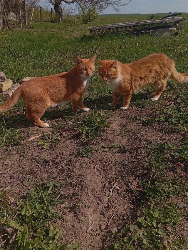 Прибавление в котосемействе.