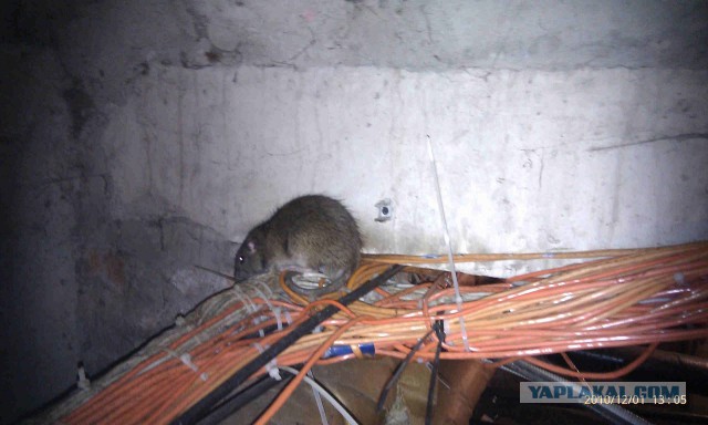 IT приколы