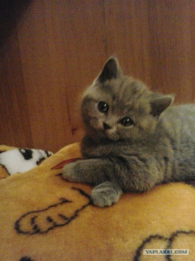 Котовторник 29.04.14.