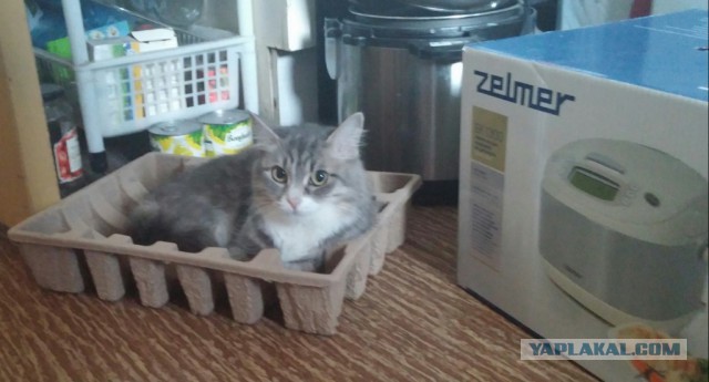 Котовторник 6.05.2014