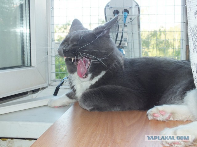 Котовторник 10.06.2014