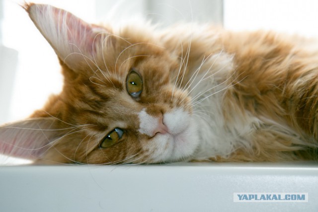Котовторник 17.06.2014