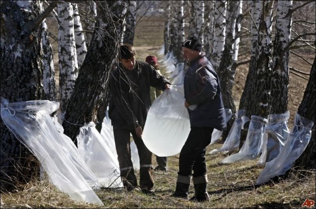 Как собирают березовый сок