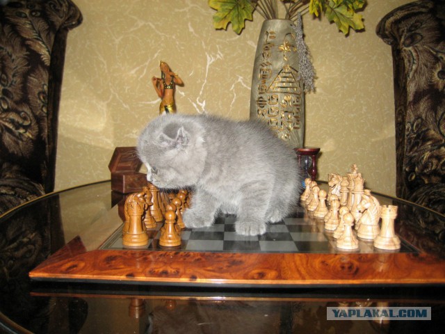Котовторник 01.07.2014