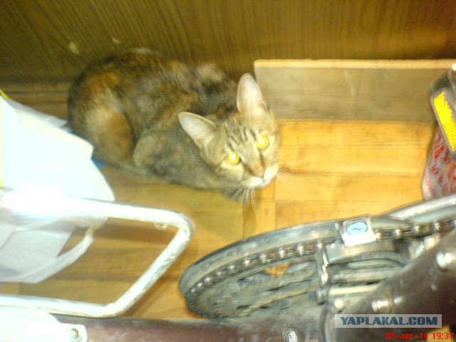 Котовторник 05.08.2014