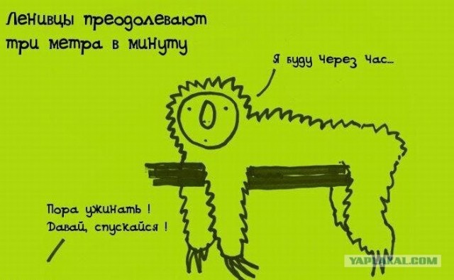 Забавные минифакты в картинках