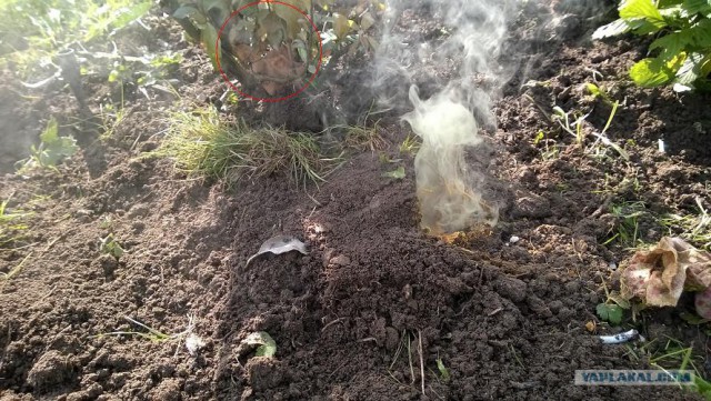 Туманное утро в кротовьем аду