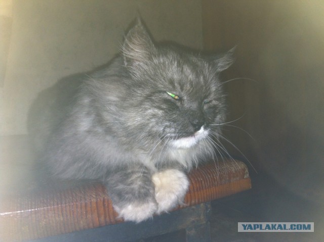 Котовторник 21.10.2014