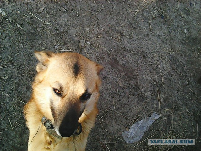 Мой домашний сезонный предсказатель