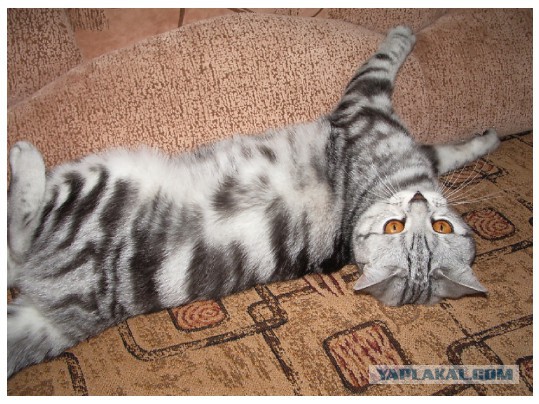 Кошки и сырая речная рыба