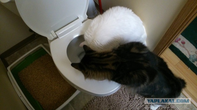 Котовторник