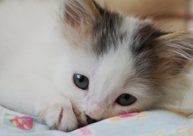 Отдам котейку