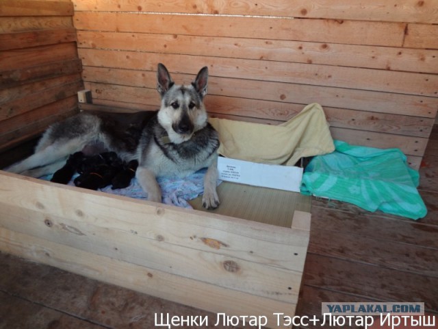 Щенки ВосточноЕвропейской Овчарки, ВЕО, в Можайске