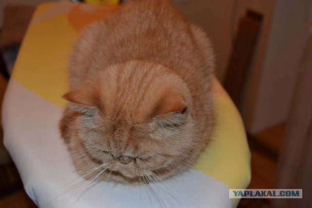 Котовторник  21.07.2015