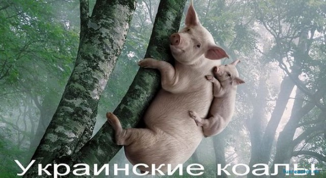 Как свинью резали