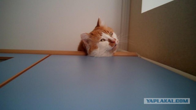 Котовторник 17.11.2015