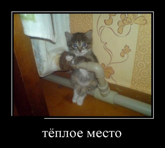 История одного кота