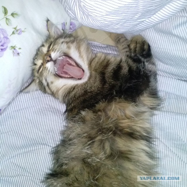 Мой зевающий кот