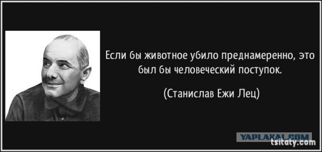Понять и простить? Живодерки съезжают на первую часть.