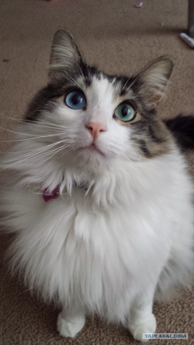 Упоротые коты.