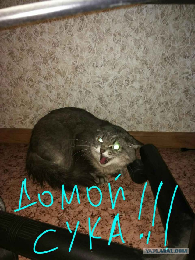 Коты из сети