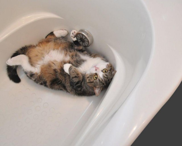 Коты из сети