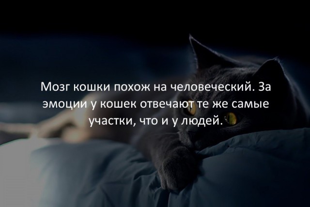 40 интересных фактов в картинках.