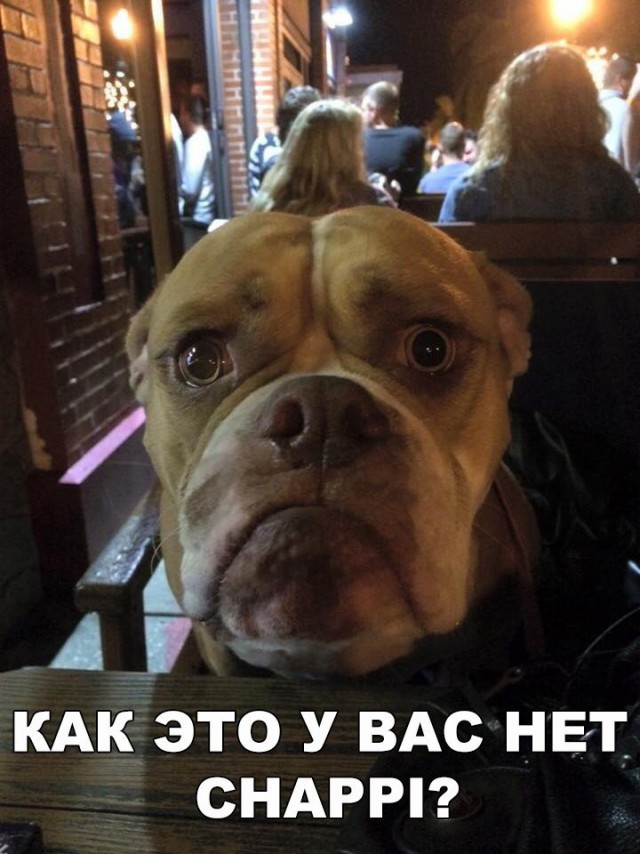 Подборка забавных животных