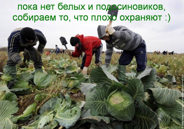 Гости с юга с битами в поле