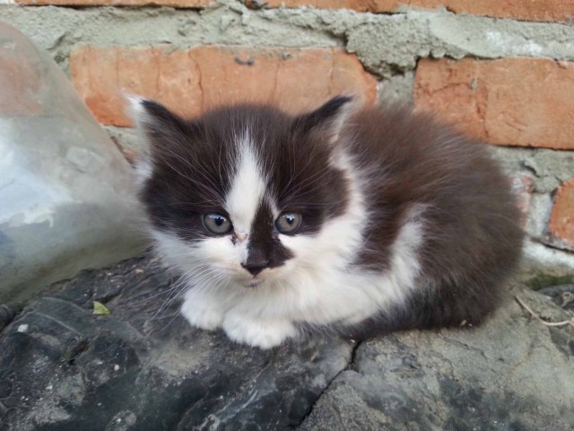 Карьера беженца, который смог.