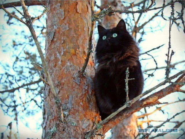 Котовторник