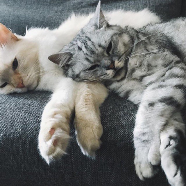 Коты и Кошки